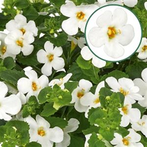 Bild von Bacopa P12 White